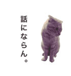 にゃんこさま（個別スタンプ：24）