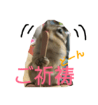 シマリス どんぐり 特別版（個別スタンプ：3）