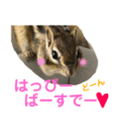 シマリス どんぐり 特別版（個別スタンプ：4）