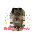 シマリス どんぐり 特別版（個別スタンプ：5）