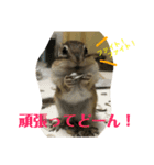 シマリス どんぐり 特別版（個別スタンプ：6）