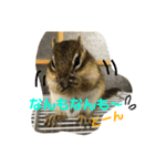 シマリス どんぐり 特別版（個別スタンプ：7）