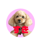 アイドル犬・エソラくん （お返事Ver.）（個別スタンプ：1）