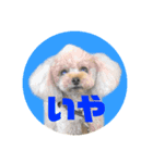 アイドル犬・エソラくん （お返事Ver.）（個別スタンプ：2）