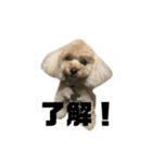 アイドル犬・エソラくん （お返事Ver.）（個別スタンプ：3）