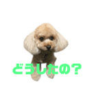 アイドル犬・エソラくん （お返事Ver.）（個別スタンプ：4）