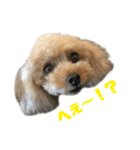 アイドル犬・エソラくん （お返事Ver.）（個別スタンプ：5）