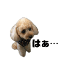 アイドル犬・エソラくん （お返事Ver.）（個別スタンプ：6）