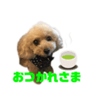アイドル犬・エソラくん （お返事Ver.）（個別スタンプ：7）