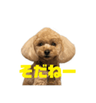 アイドル犬・エソラくん （お返事Ver.）（個別スタンプ：8）