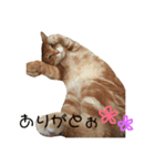 もふもふ ちくわくん（個別スタンプ：5）