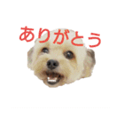 MOCOの気持ち（個別スタンプ：1）