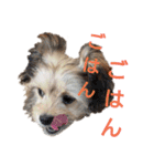 MOCOの気持ち（個別スタンプ：19）