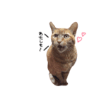 ポッキーฅˆ•ﻌ•ˆฅ（個別スタンプ：22）