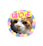 愛猫らぶりー（個別スタンプ：1）