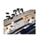 愛猫らぶりー（個別スタンプ：2）