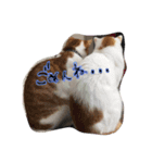 愛猫らぶりー（個別スタンプ：4）