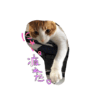 愛猫らぶりー（個別スタンプ：8）