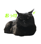 よくあるスタンプのくろねこ（個別スタンプ：4）