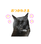 よくあるスタンプのくろねこ（個別スタンプ：15）