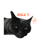 よくあるスタンプのくろねこ（個別スタンプ：19）