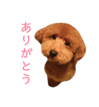 トイプードル けびかぬのスタンプ2（個別スタンプ：10）