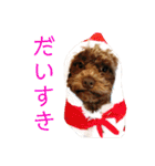 トイプードル けびかぬのスタンプ2（個別スタンプ：13）