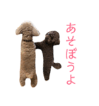 トイプードル けびかぬのスタンプ2（個別スタンプ：22）