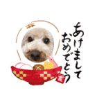 トイプードル けびかぬのスタンプ2（個別スタンプ：37）