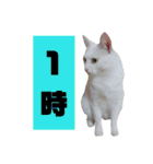 雪慶ニャーズ 時間Ver.（個別スタンプ：1）