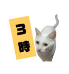 雪慶ニャーズ 時間Ver.（個別スタンプ：3）