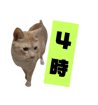 雪慶ニャーズ 時間Ver.（個別スタンプ：4）