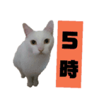 雪慶ニャーズ 時間Ver.（個別スタンプ：5）