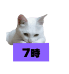 雪慶ニャーズ 時間Ver.（個別スタンプ：7）