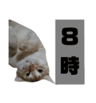 雪慶ニャーズ 時間Ver.（個別スタンプ：8）