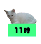 雪慶ニャーズ 時間Ver.（個別スタンプ：11）