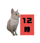 雪慶ニャーズ 時間Ver.（個別スタンプ：12）