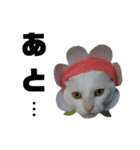 雪慶ニャーズ 時間Ver.（個別スタンプ：31）