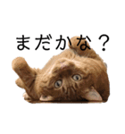 ねこパラダイス（個別スタンプ：2）
