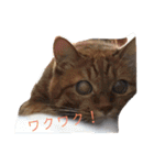 ねこパラダイス（個別スタンプ：4）