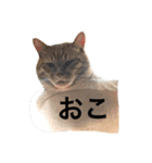 ねこパラダイス（個別スタンプ：5）