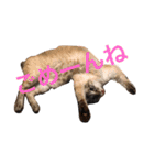 ねこパラダイス（個別スタンプ：7）