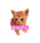 ねこパラダイス（個別スタンプ：10）