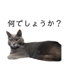ねこパラダイス（個別スタンプ：18）