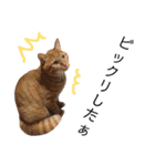 ねこパラダイス（個別スタンプ：20）