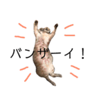 ねこパラダイス（個別スタンプ：22）