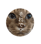 ねこパラダイス（個別スタンプ：25）