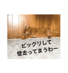 ねこパラダイス（個別スタンプ：26）