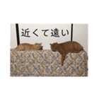 ねこパラダイス（個別スタンプ：28）