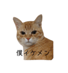 ねこパラダイス（個別スタンプ：29）